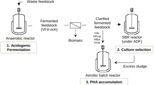 Figure 1.4: Three-step process for PHA production by mixed microbial cultures from waste streams  (from Albuquerque et al., 2007)