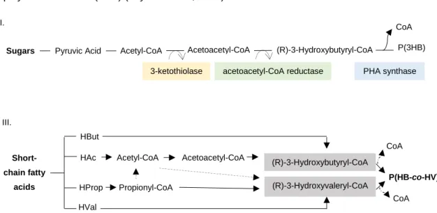 Figure 1.5: Metabolic pathways involved in polyhydroxyalkanoate (PHA) synthesis from sugars (I)  and from short-chain fatty acids (III) (from Reis et al., 2011)