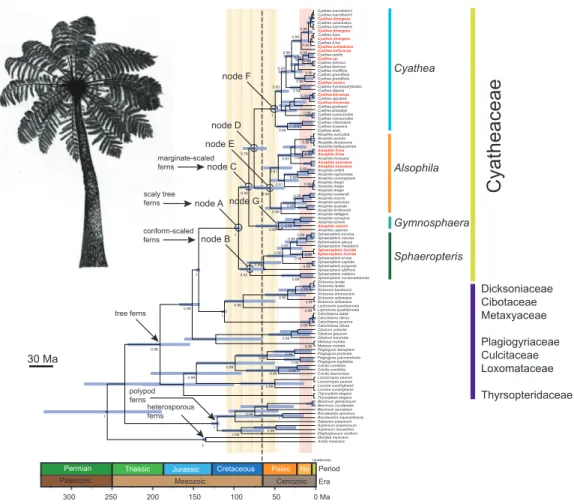 Figure 1 Chronogram of the Cyatheaceae and other tree fern lineages based on the calibration method with a Yule speciation model for the combined plastid DNA (rbcL, atpA, atpB, accD-rbcl) complete dataset