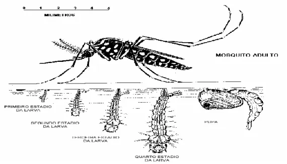 Figura 4. Ciclo evolutivo do Ae. aegypti. 