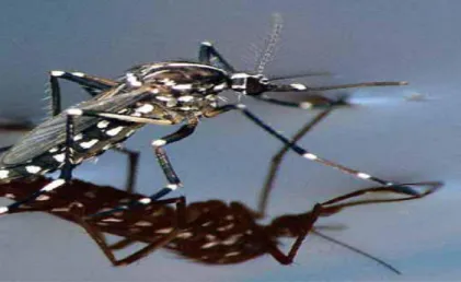 Figura 6. Aedes albopictus. Adaptado de: European Centre for Disease Prevention and Control
