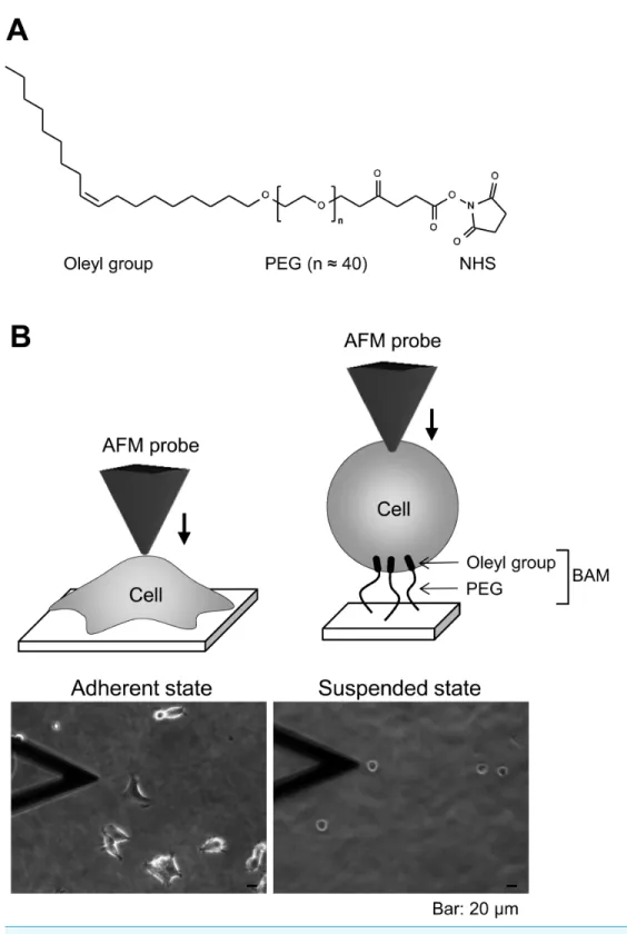 Figure 1 Atomic force microscopy (AFM) manipulation of cultured cells. (A) Chemical structure of the BAM molecule