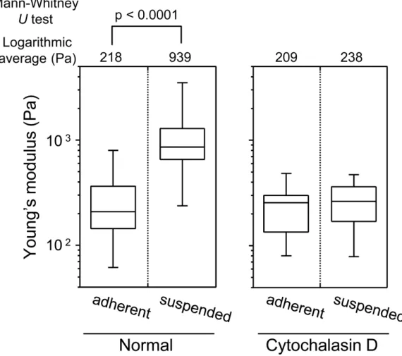 Figure 3 Young’s modulus of HEK293 cells in the adherent and suspended states. The distributions of the Young’s moduli in adherent and suspended states are shown as box-and-whisker plots (Normal)