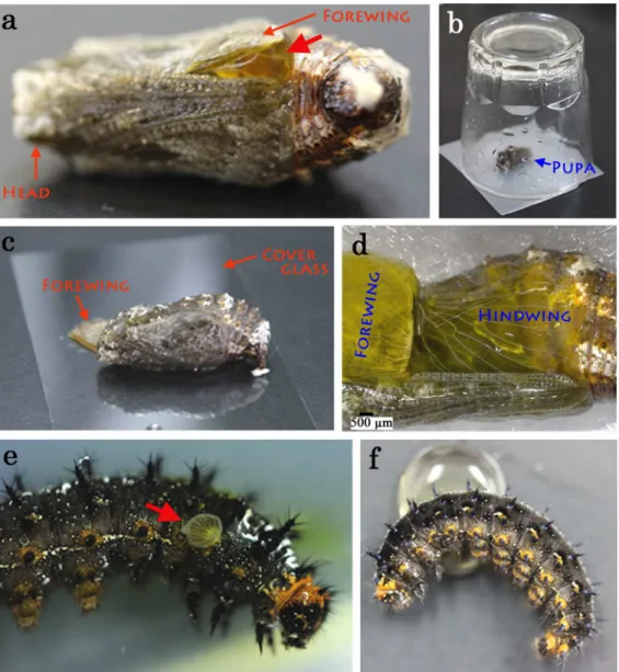 Fig 1. Application of fluorescent dyes to the pupal wing tissue and the larval wing imaginal disk