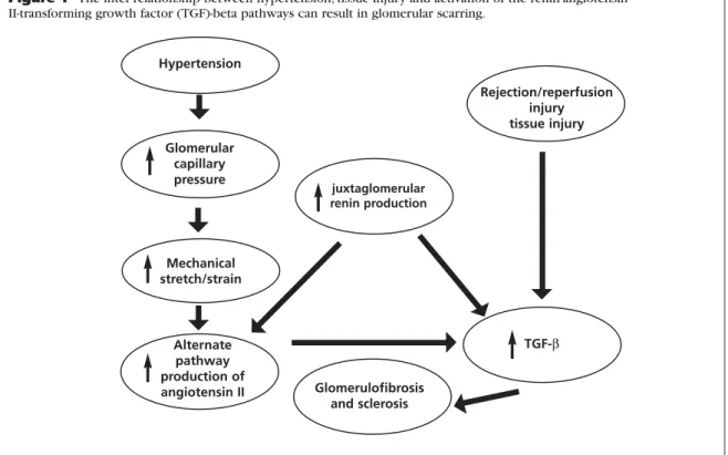 Figure 1  The inter-relationship between hypertension, tissue injury and activation of the renin-angiotensin  II-transforming growth factor (TGF)-beta pathways can result in glomerular scarring.