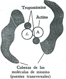 FIGURA III 