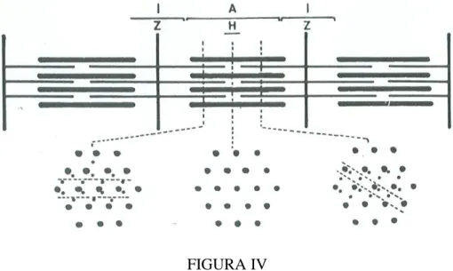 FIGURA IV 