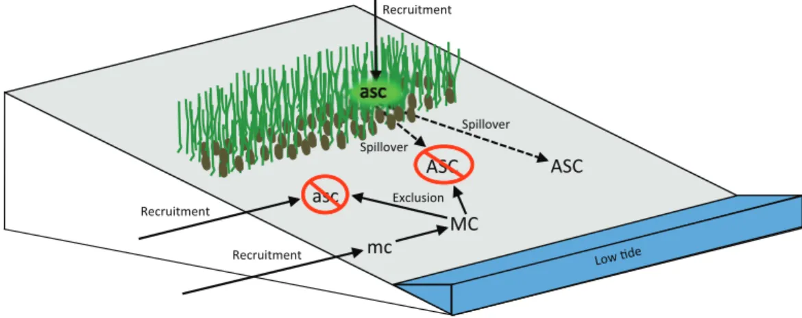 Figure 6 Diagram representing how the cordgrass–mussel facilitation cascade promotes species coexistence on intertidal cobble beaches