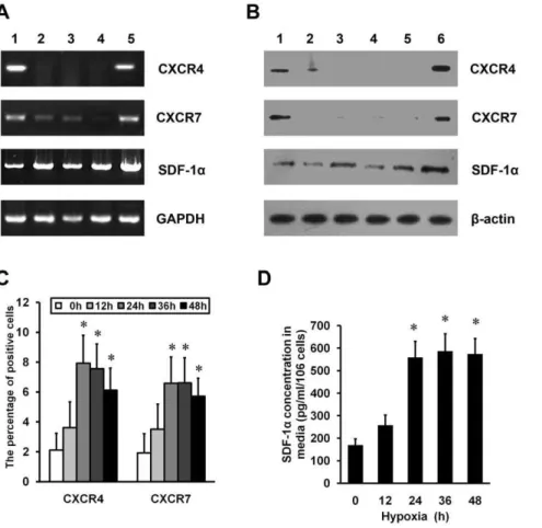 Figure 1. Effects of HP on the expression of SDF-1 a , CXCR4, CXCR7 in MSCs. (A) Semiquantitative RT-PCR was used for the analysis of SDF- SDF-1a, CXCR4 and CXCR7 mRNA levels in MSCs