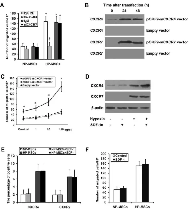 Figure 2. Effects of SDF-1-CXCR4/CXCR7 pathway on MSC chemotaxis in vitro. (A) The chemotaxis in response to SDF-1a (10 ng/ml for 12 h) was performed in the NP-MSCs and HP-MSCs treated with a neutralizing anti-CXCR4 antibody, an anti-CXCR7 antibody, and th