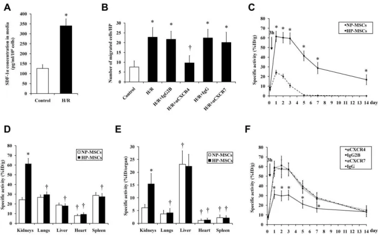 Figure 6. The role of SDF-1-CXCR4/CXCR7 pathway on the homing of HP-MSCs toward ischemic kidneys