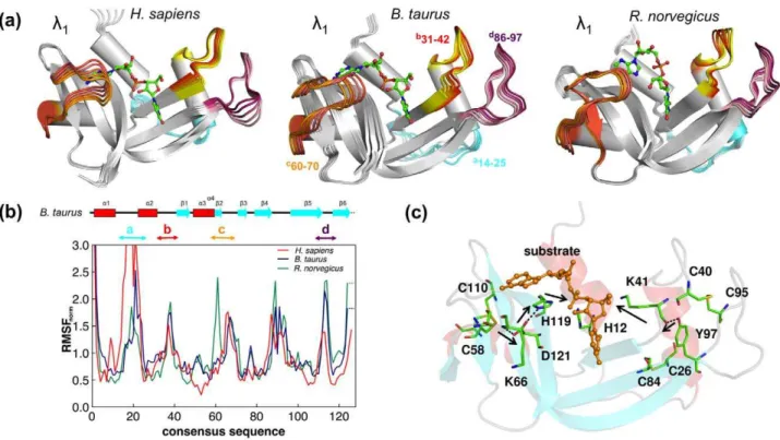 Figure 6. The missing RNaseA network in human angiogenin. Comparison of RNaseA (from B