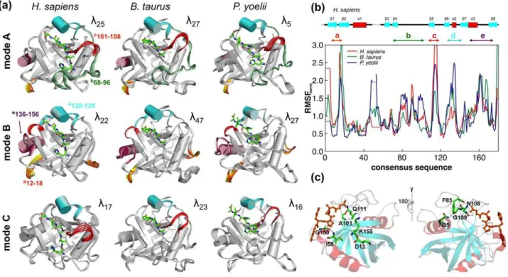 Figure 1. Conservation of reaction-coupled flexibility in enzyme CypA across three different species