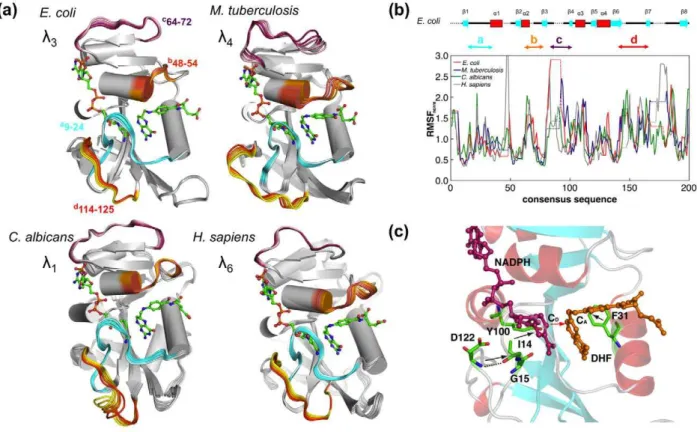 Table 3. Degree of coupling of the slow conformational modes to the hydride transfer catalyzed by DHFR.