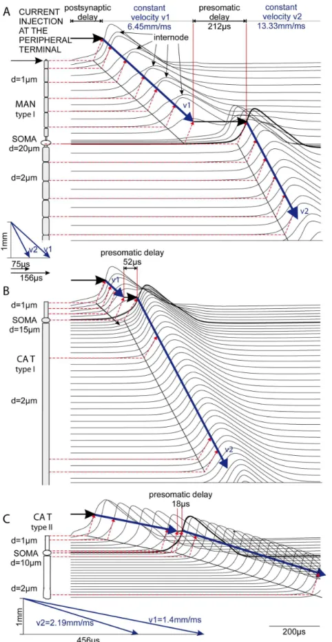 Figure 8. Simulated spike transduction in afferent cochlear neurons. Geometry of rectified SGNs (left, myelinated regions in gray) and transmembrane voltage profiles of the corresponding locations (right)