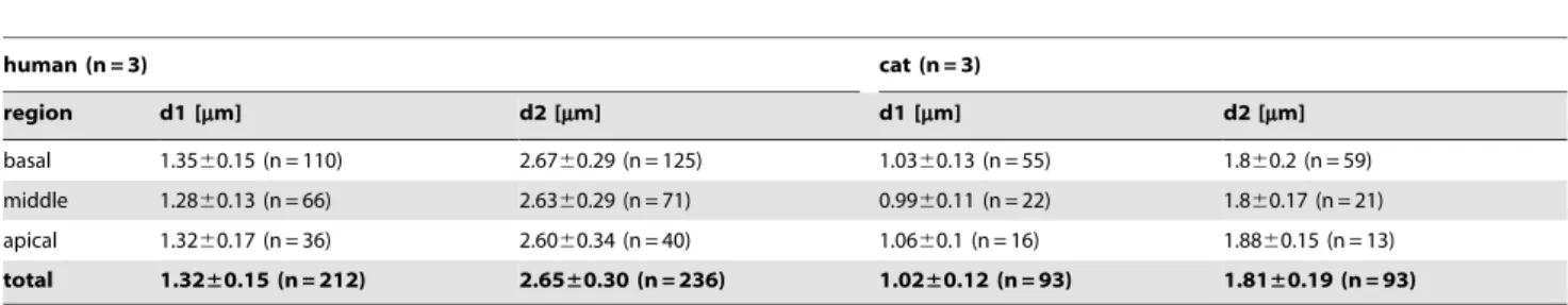 Figure 6. Box-Whisker-Plot illustrating measured peripheral- ( = d1) and central ( = d2) process diameters of type I SGN for man (A, n = 3) and cat (B, n = 3) within the inner ear.