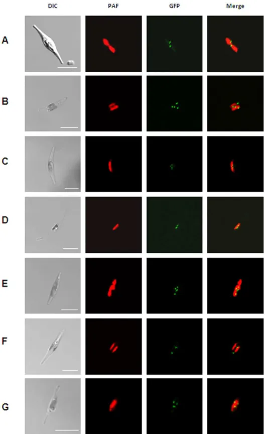 Figure 1. Localization studies of different putative peroxisomal proteins in P. tricornutum 