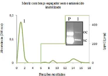 Figura 18 Perfil cromatográfico obtido após injecção de pDNA ( oc + sc) utilizando um suporte  de Sepharose e respectiva electroforese em gel de agarose a 1%