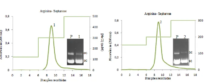 Figura 20 Perfil cromatográfico obtido após injecção de pDNA ( oc + sc) utilizando um suporte  de arginina – Sepharose com as respectivas electroforeses em gel de agarose a 1%