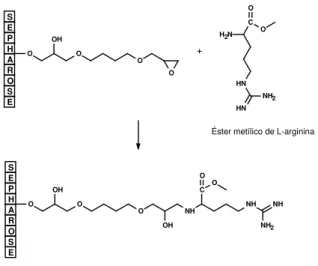Figura 21 Representação esquemática da matriz de éster metílico da arginina – Sepharose