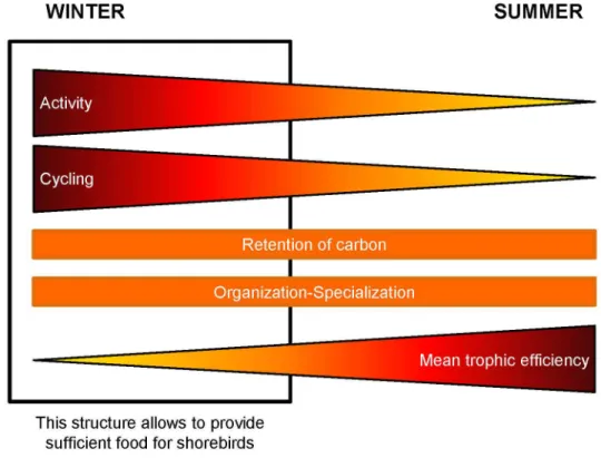 Figure 6.  Summary of the observations made on the winter and summer food webs.  