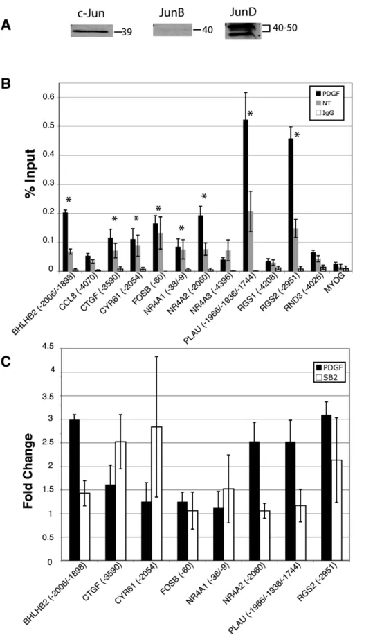 Figure 2. Analysis of c-Jun binding and recruitment to predicted AP-1 sites by chromatin immunoprecipitation