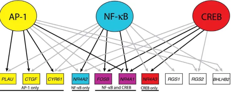 Table S1 Chromatin Immunoprecipitation Primers for Quantitative Real-Time PCR. Real-time PCR primer  se-quences and predicted AP-1 binding site positions are shown