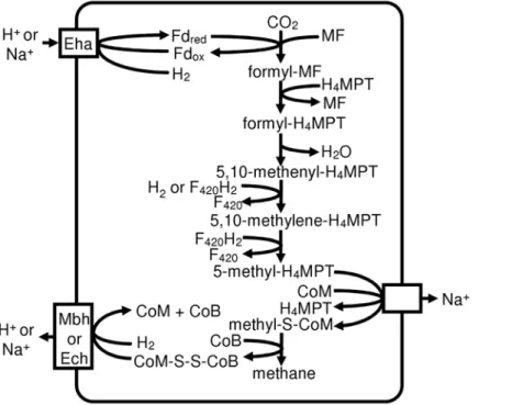 Table 2. Hydrogenases in methanogen genomes.