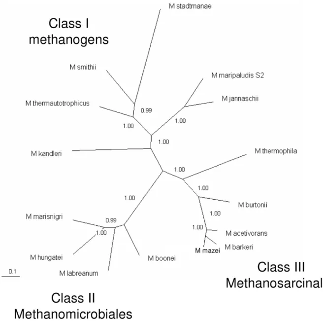 Figure 3. Phylogenetic tree of methanogens based on seven core enzymes of methanogenesis and cofactor biosynthesis