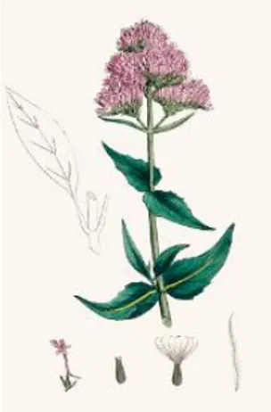 Figura 2. Valeriana offinalis L. (fonte: http://www.gettyimages.pt/)
