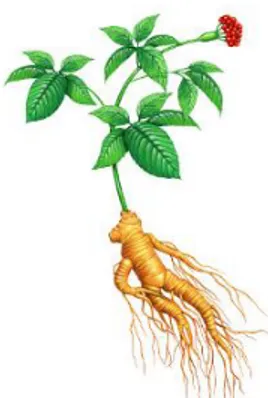 Figura 5. Panax ginseng L. (fonte: http://www.gettyimages.pt/)