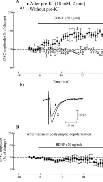 Figure 1. Predepolarization induced by high K ⫹ facilitates BDNF excitatory action on hip- hip-pocampal synaptic transmission through Trk receptors