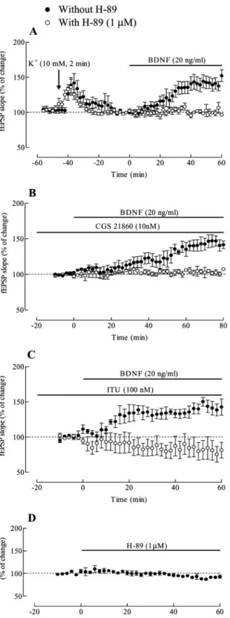 Figure 6. The activation of the cAMP–PKA transducing system is a critical step for the exci- exci-tatory action of BDNF