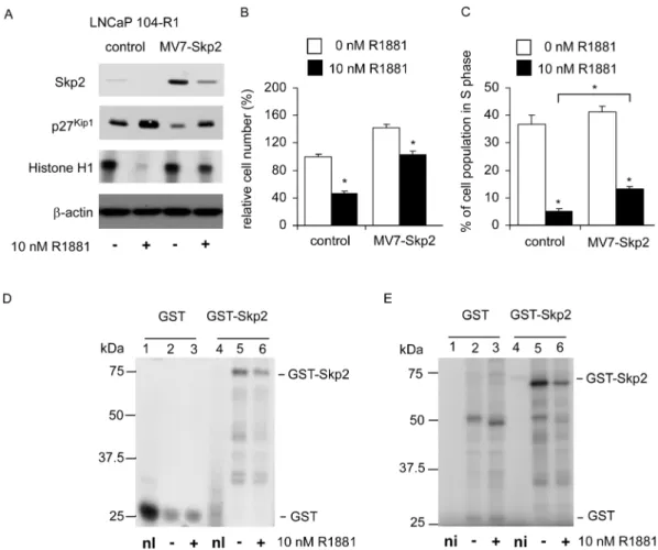 Figure 4. Effects of overexpression of Skp2 on proliferation, cell cycle, Skp2 phosphorylation, and Cdk2 activity in LNCaP 104-R1 cells under androgen treatment