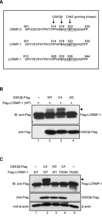 Figure 1. LCRMP-1 is a substrate of and phosphorylated by GSK3b at Thr-628. (A) Protein sequence analysis showed the potential consensus site of LCRMP-1 for the phosphorylation by GSK3b