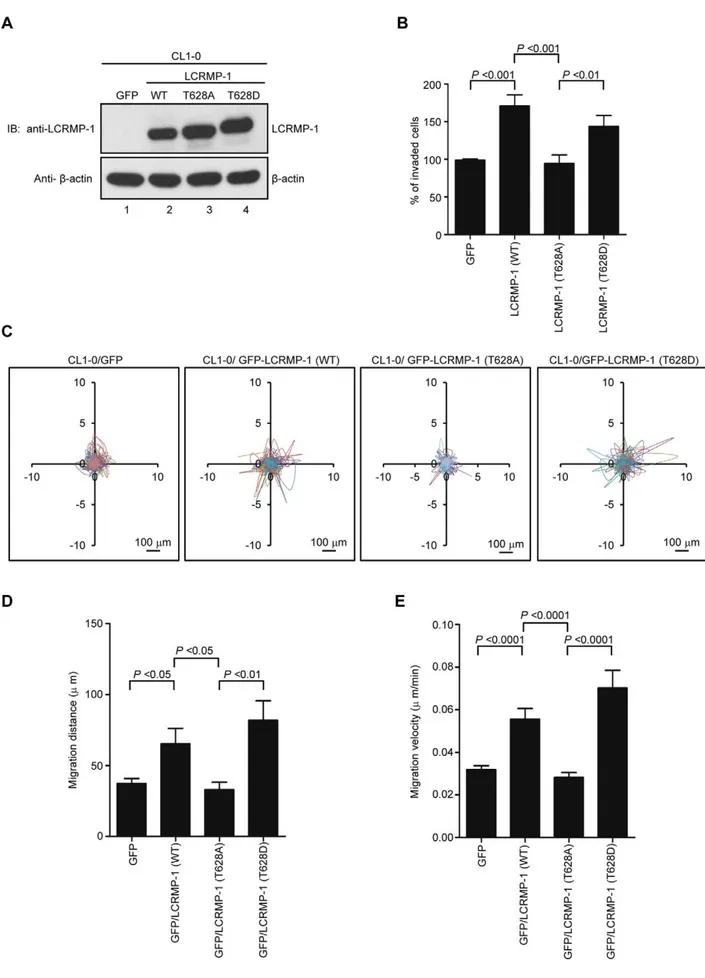 Figure 2. Phosphorylation of LCRMP-1 at Thr-628 is critical for cancer invasion and migration
