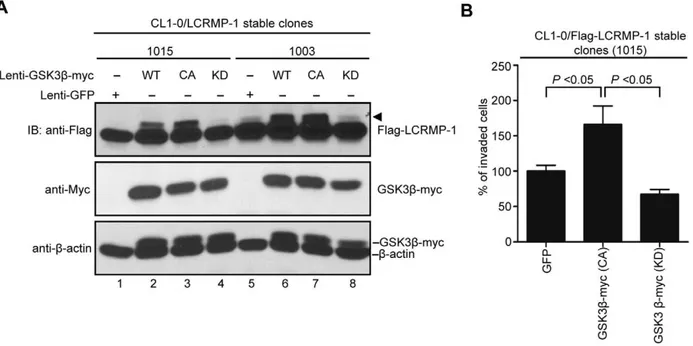Figure 4. GSK3b modulates ability of LCRMP-1-induced cancer cell invasion. (A) Lentivirus expressed GFP control, myc-tagged GSK3b (WT), GSK3b (CA), or GSK3b (KD) in CL1-0/LCRMP-1 (WT) overexpression cells (1015 and 1003)