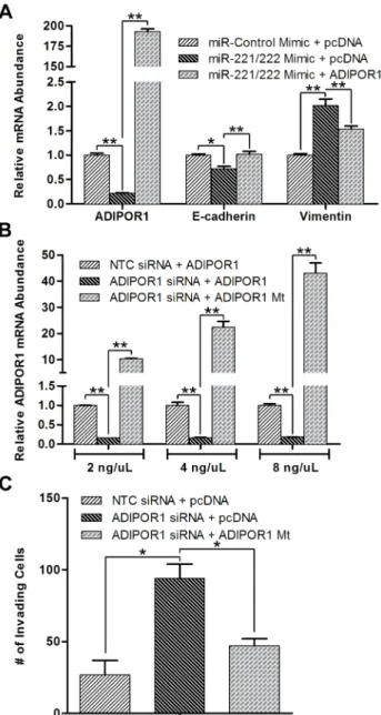 Figure 3. ADIPOR1 wildtype and siRNA mutant plasmids rescue miR-221/222 mimic and ADIPOR1 siRNA-induced EMT,  respec-tively