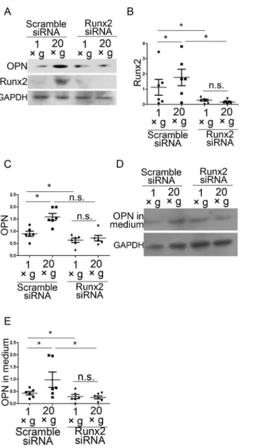 Fig 5. Hypergravity regulated OPN expression by promoting Runx2 expression. (A) Runx2 siRNA downregulated both Runx2 and OPN expression
