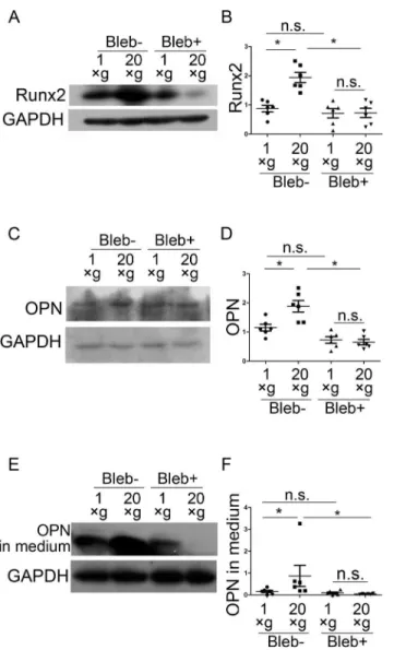 Fig 9. Blebbistatin inhibited hypergravity-induced OPN and Runx2 expression. (A and B) Western blotting results and statistical analyses of Runx2 expression in osteoblasts (n = 6)