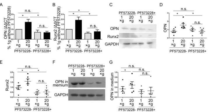 Fig 11. Effects of hypergravity on OPN and Runx2 expression were inhibited by a FAK phosphorylation inhibitor