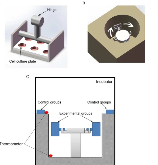 Fig 1. The mechanical hypergravity device. (A) Two horizontal rotors were made to fit the 6-well culture plates