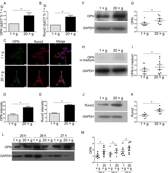 Fig 2. Hypergravity increased the expression of OPN and Runx2. The mRNA and protein expression levels of OPN and Runx2 in MC3T3-E1 cells after 24 h at either 1 ×g or 20 ×g are shown
