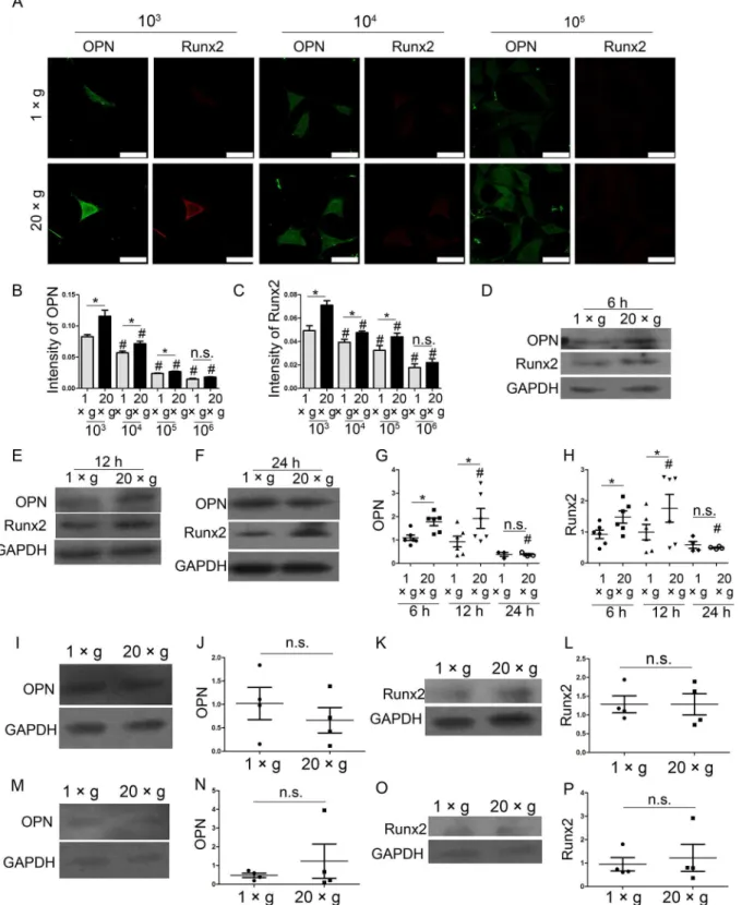 Fig 3. The hypergravity-increased OPN and Runx2 expression in MC3T3-E1 cells were affected by the cell density, the preparatory adherent period and the time length for hypergravity treatment