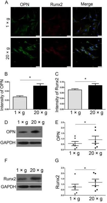 Fig 4. Hypergravity increased the expression of OPN and Runx2 in primary osteoblasts. (A) Immunofluorescence staining of primary osteoblasts under 1 ×g or 20 ×g for 24 h was shown