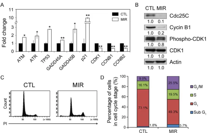 Figure 5. MIR exposure induced G 2 /M cell cycle arrest in A549 cells. Cells were exposed to MIR for 48 h, and harvested for RNA and protein extraction