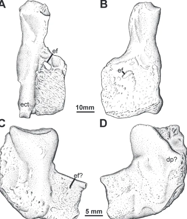 Fig 6. Humerus Types 2 and 3. YPM PU 20754, left humerus in A, dorsal; and B, ventral views, less areas still obscured by matrix