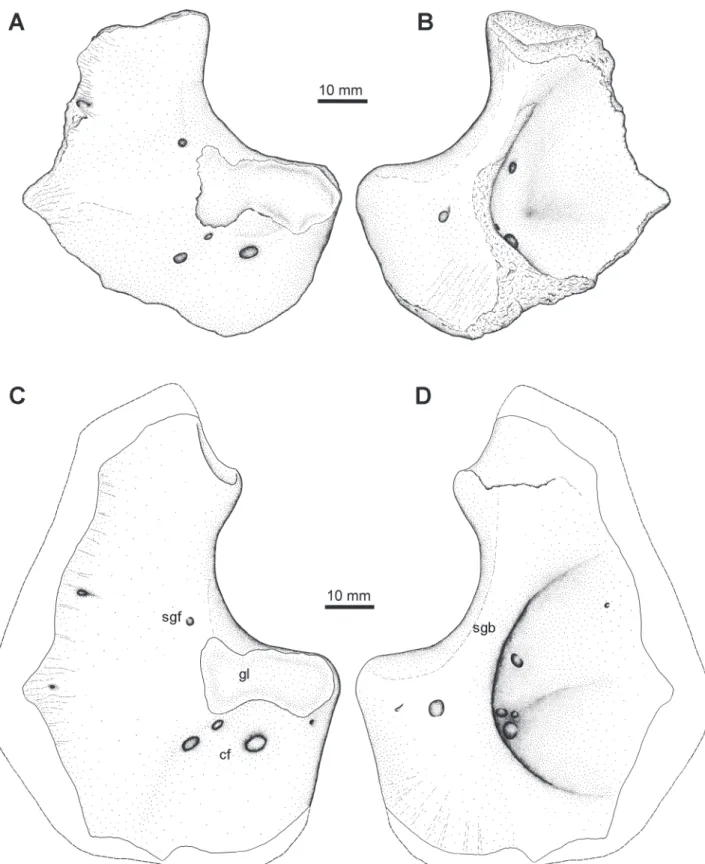 Fig 7. Scapulocoracoid Type 1. NSM005GF045.005, left scapulocoracoid in A, lateral, and B, medial views