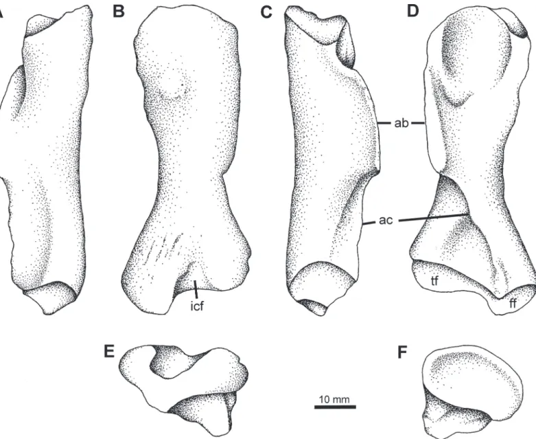 Fig 8. Femur Type 1. YPM PU 23550, right femur in A, posterior, B, dorsal, C, anterior, and D, ventral, E, proximal, and F, distal views