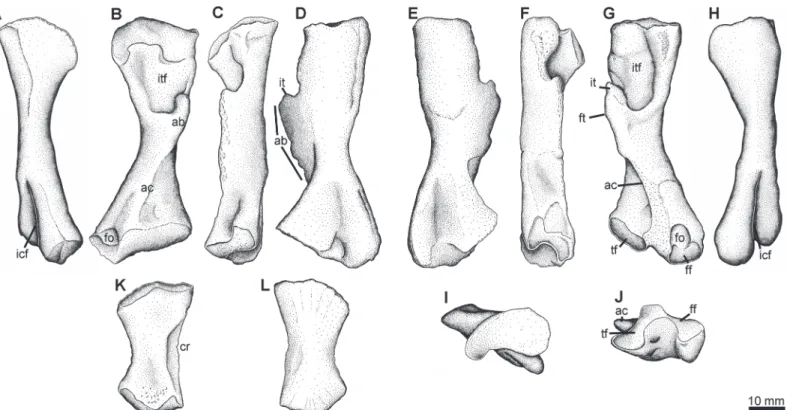 Fig 9. Femur Type 2 and tibia Type 1. NSM004GF045.034A-C, right and left femora (Type 2) and left tibia (Type 1) found in association